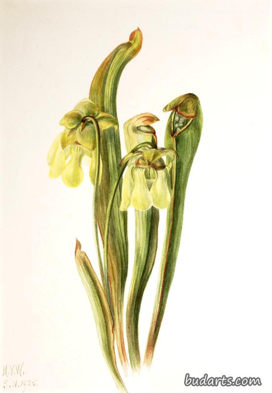 Hooded Pitcherplant (Sarracenia minor)