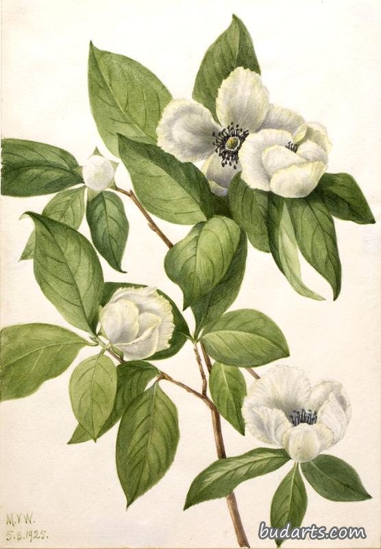 Virginia Stewartia (Stewartia malachodendron)