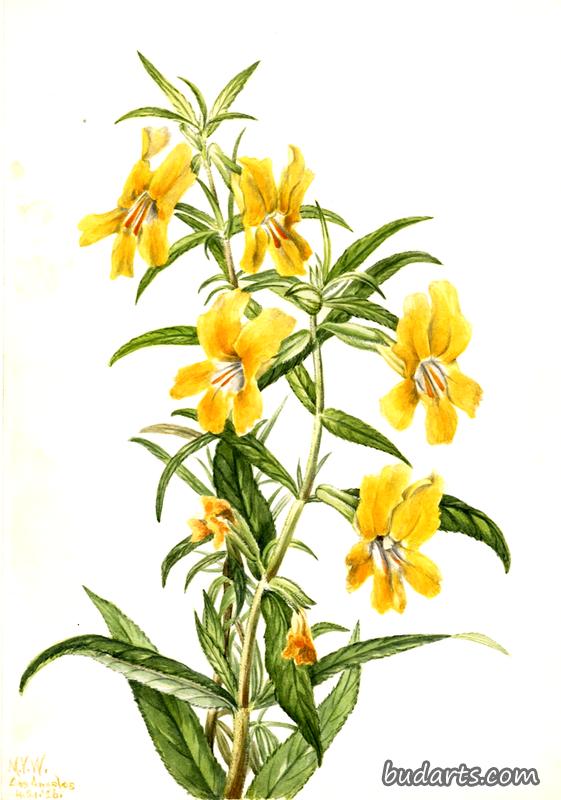 Buff Monkeyflower (Diplacus longiflorus)