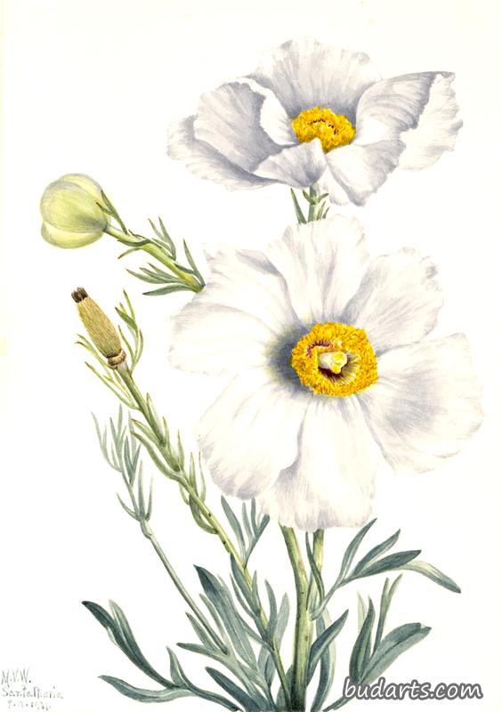 Matilija Poppy (Romneya coulteri)