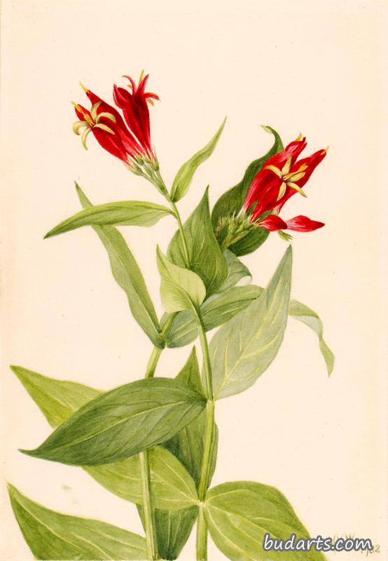 Carolina Pink (Spigelia marylandica)