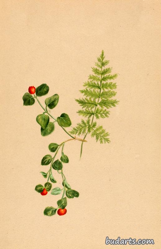 Partridgeberry (Mitchella repens)