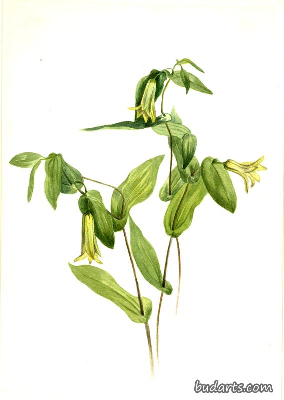 Wood Merrybells (Uvularia perfoliata)