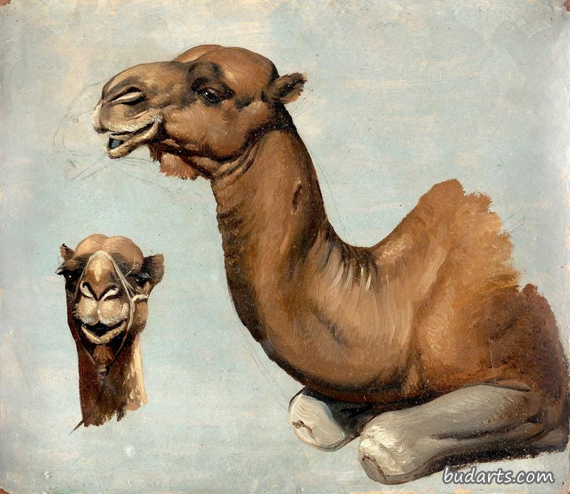 卧骆驼的习作