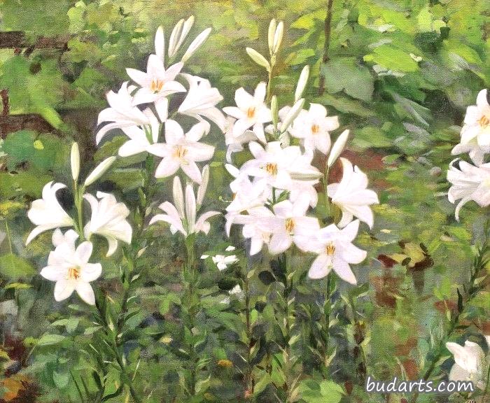 百合花