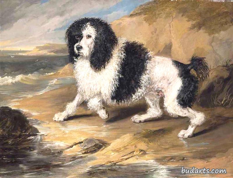 泰皮尔，尊贵的弗雷德里克·比昂的贵宾犬