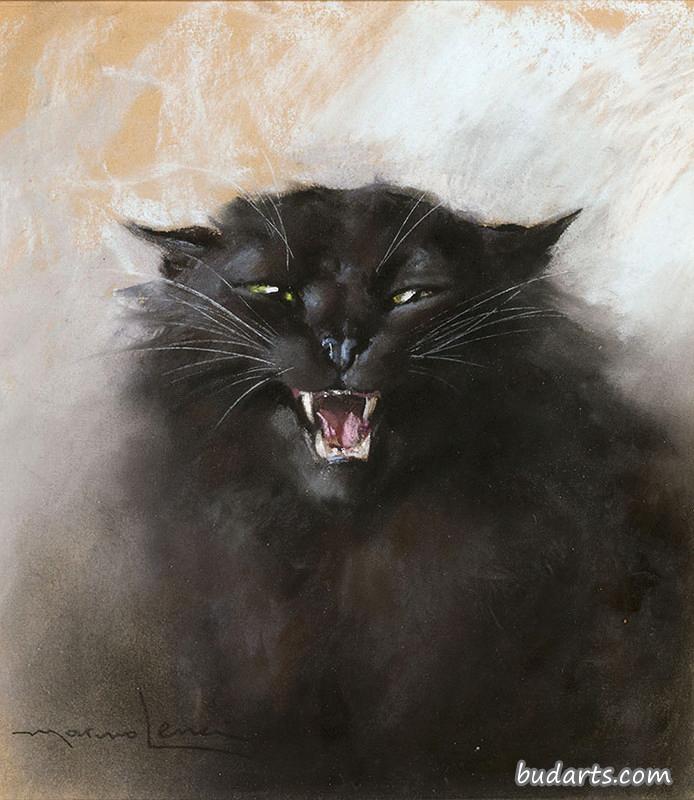 黑猫