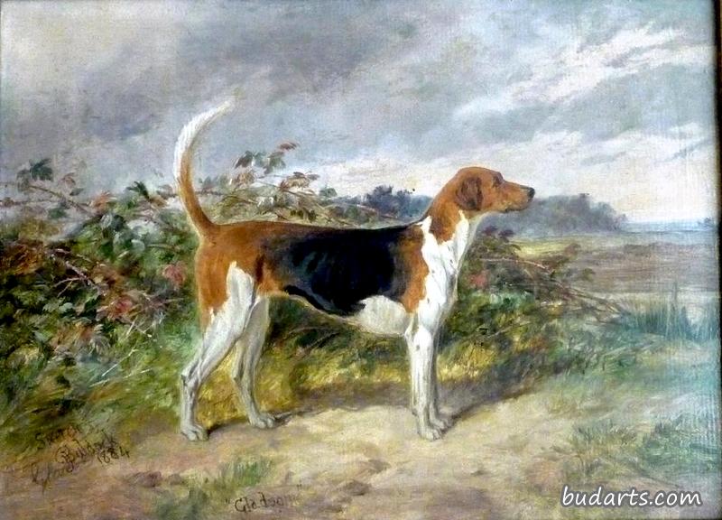 Fox Hound "Gladsome"