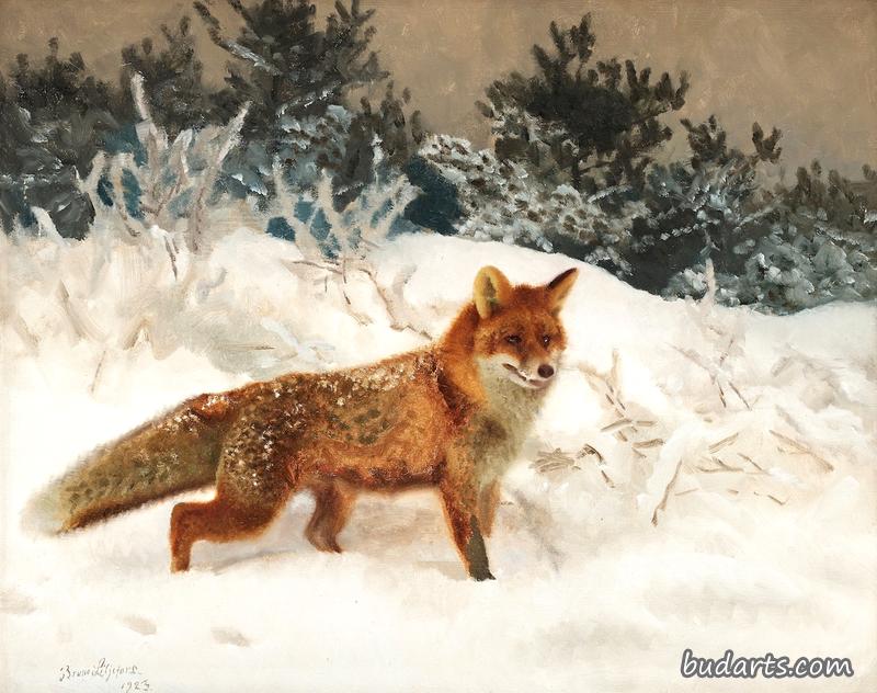 冬季景观中的狐狸