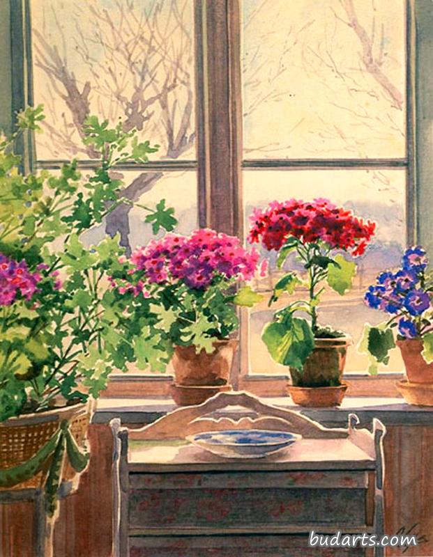室内植物