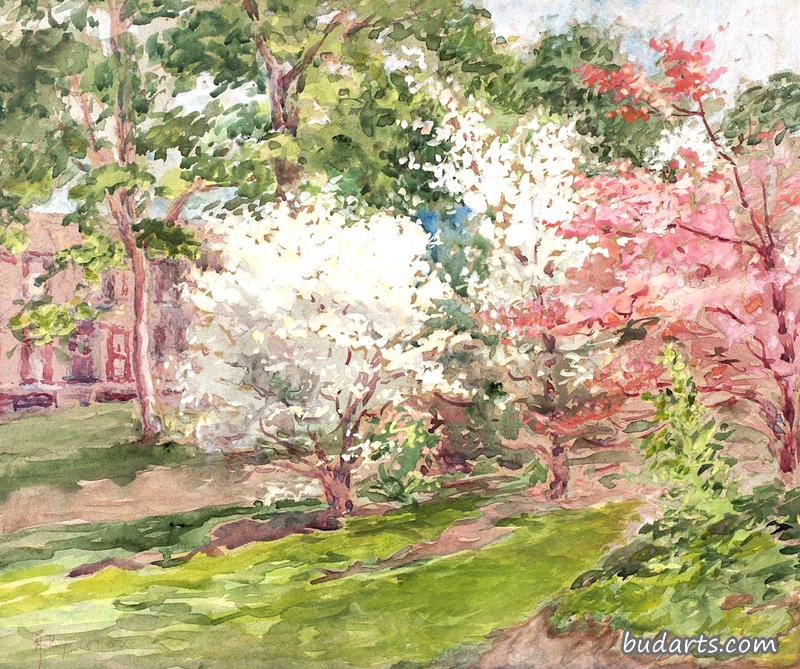 山茱萸花