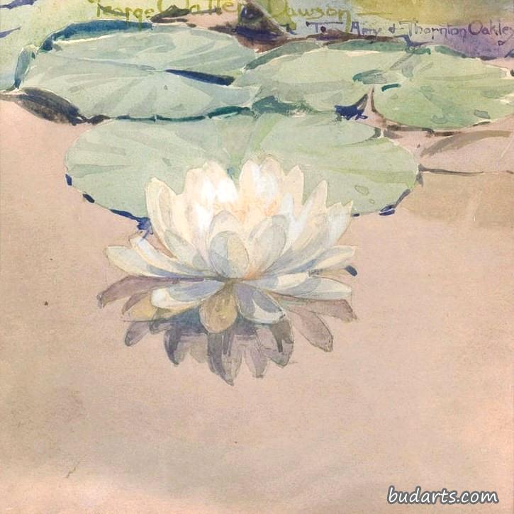 白睡莲