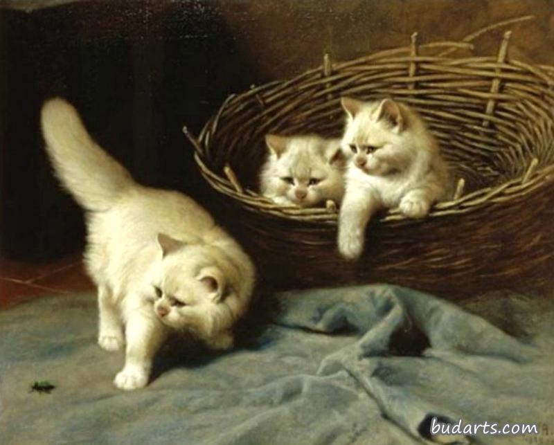 带甲虫的白色安哥拉小猫