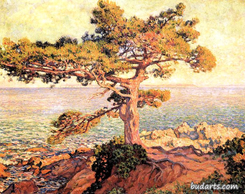 地中海边的松树