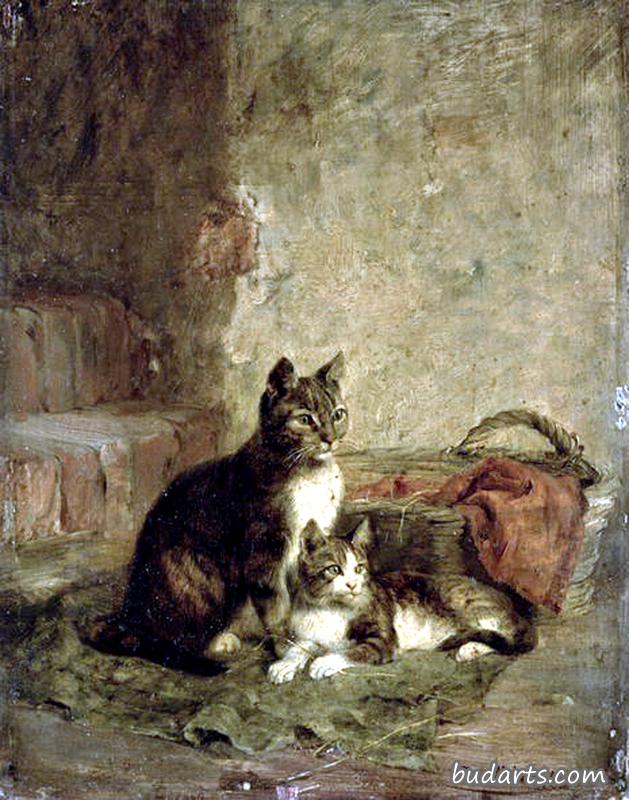 猫