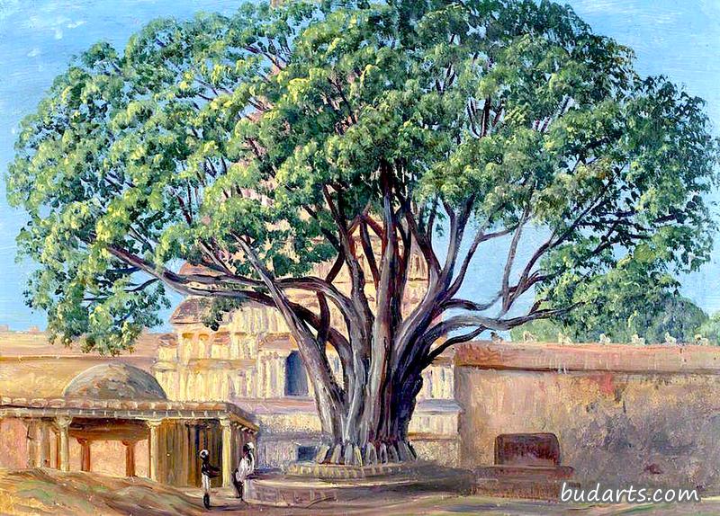 印度泰米尔纳德邦斯利兰加姆Peepul Tree