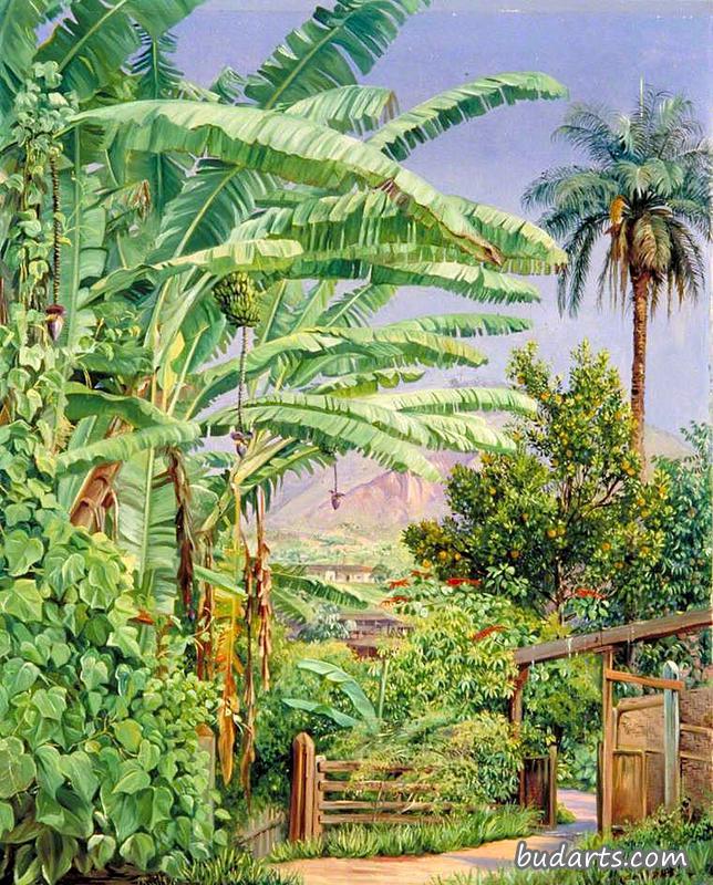 巴西莫罗维略的一个花园里有香蕉和橘子树，一棵棕榈树和一丛野蔷薇