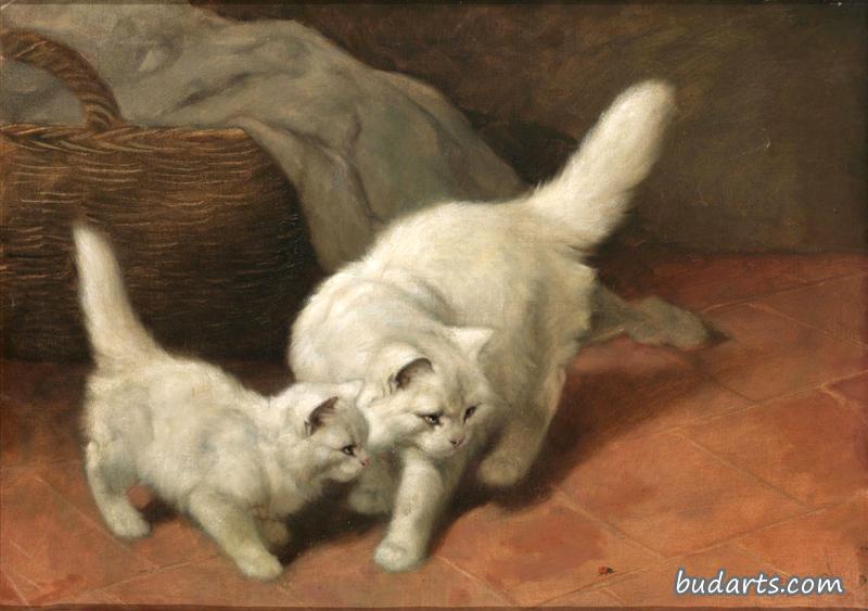 猫和瓢虫