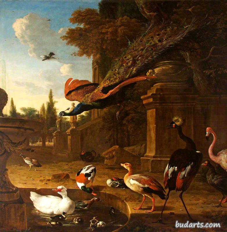 池塘里和池塘边的观赏鸟，孔雀在飞翔