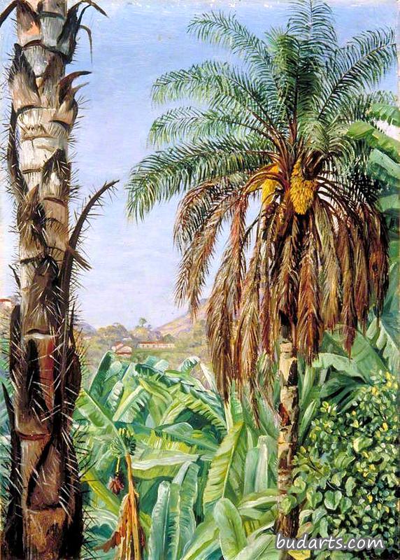 椰子棕榈香蕉，巴西莫罗维略