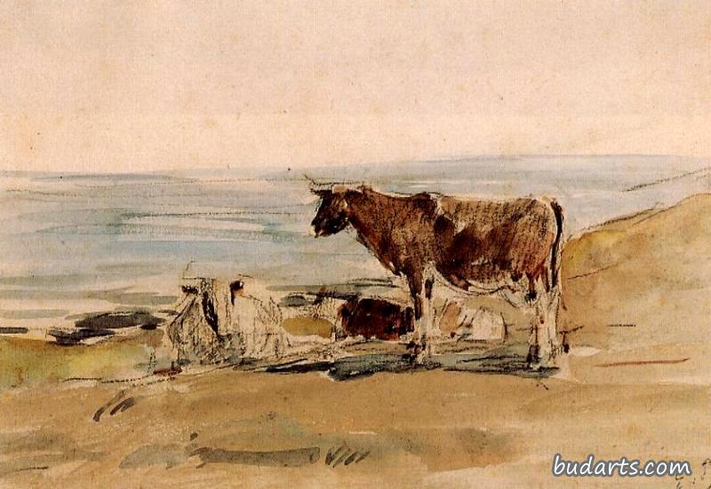 岸边的牛