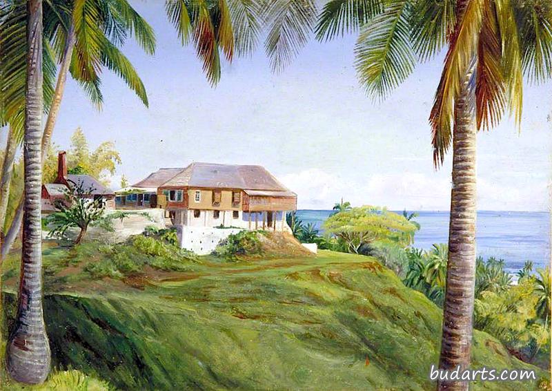 牙买加春天花园，椰子树