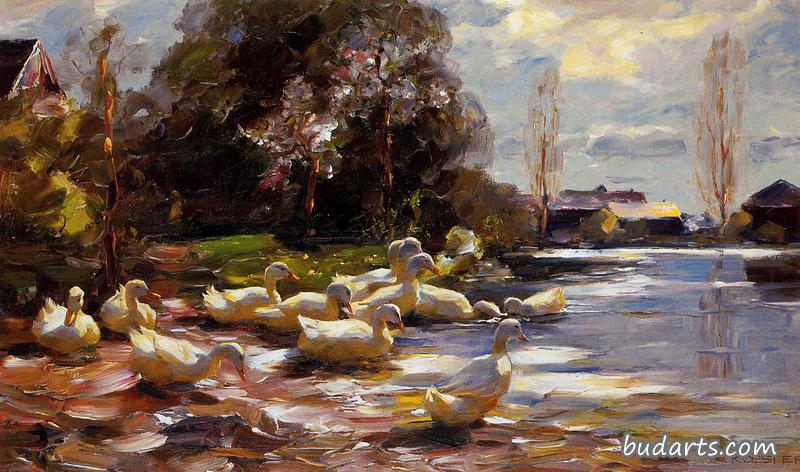 阳光明媚的下午，河边的鸭子