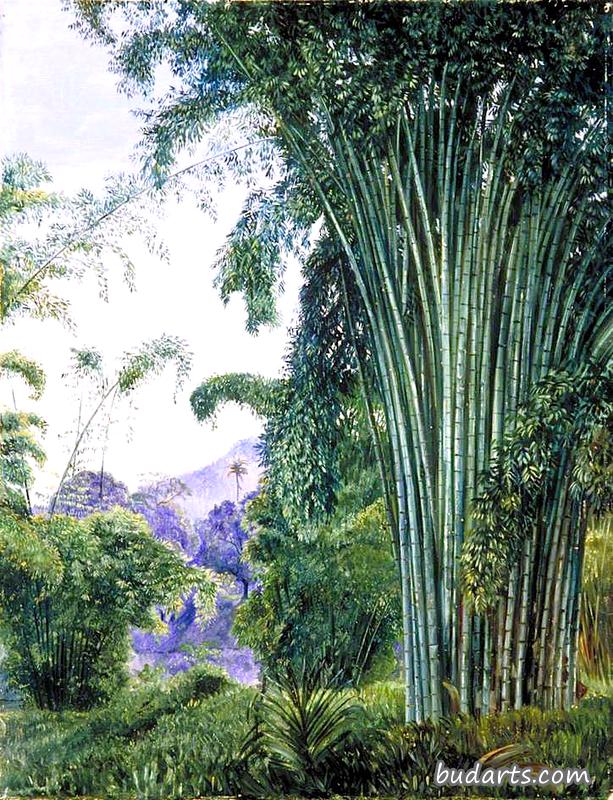 锡兰佩拉丹尼亚皇家植物园的一丛竹子