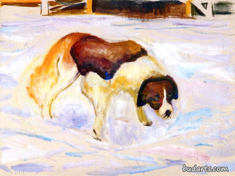 圣伯纳德狗与雪
