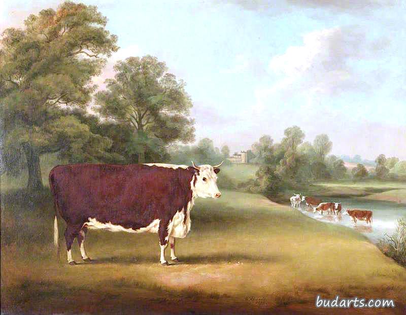克朗基尔农舍附近的赫里福德奶牛