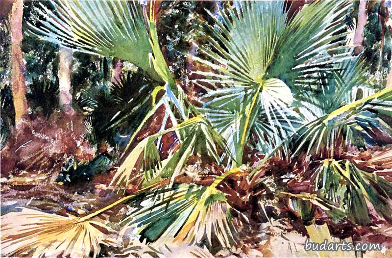 佛罗里达棕榈树