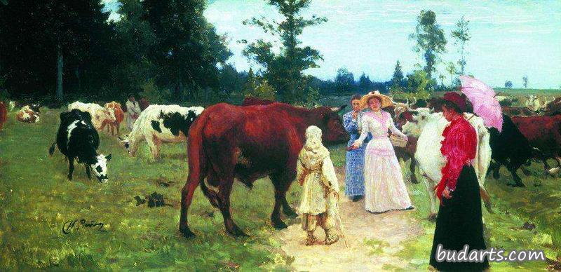 年轻的姑娘们在牛群中散步