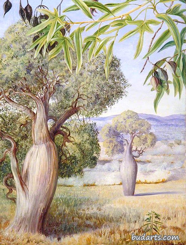 昆士兰的瓶树