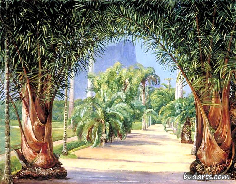 里约热内卢植物园的棕榈树