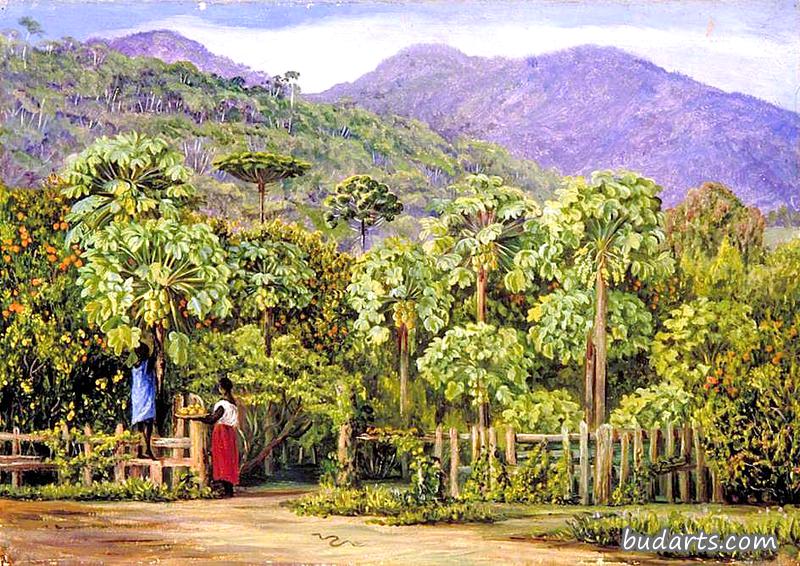 巴西贡戈的木瓜树