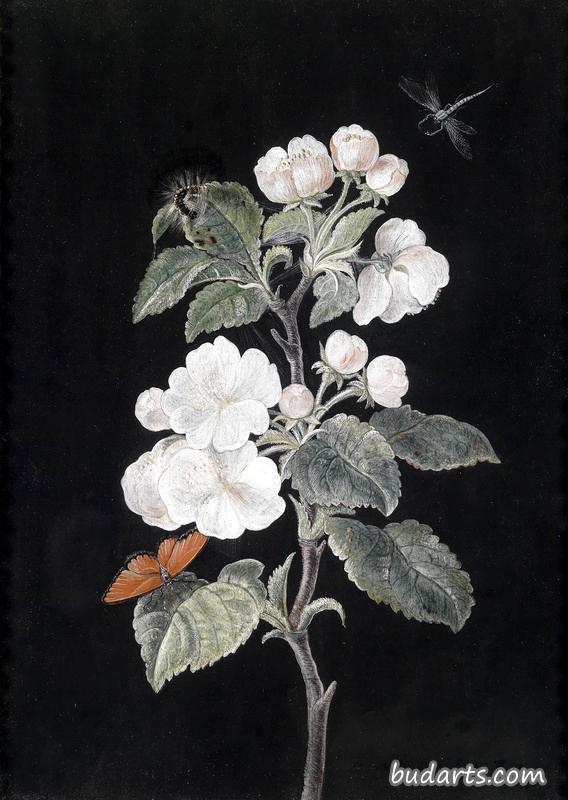 苹果花与蝴蝶及蜻蜓