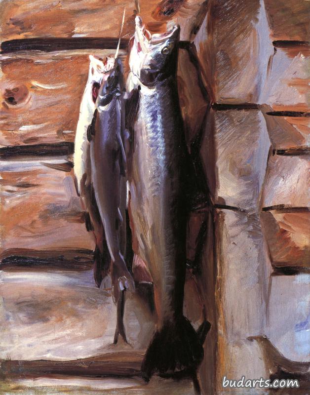 挪威鲑鱼的习作
