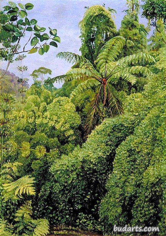 巴西贡果林的蕨类和攀援竹类