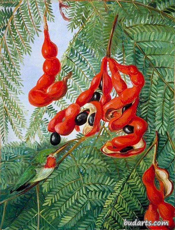 牙买加野生罗望子，有猩红色的豆荚和倒钩