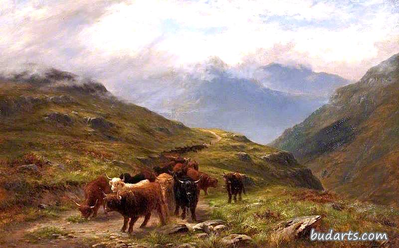 Highland Cattle, a Mountain Road, near Ballachulish, Argyll