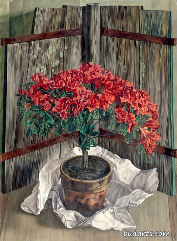 杜鹃花