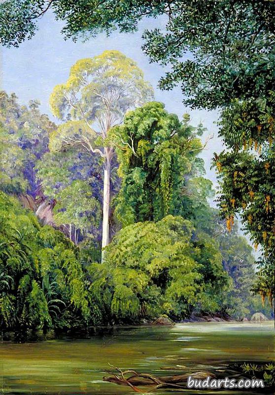 婆罗洲沙捞越塔邦树