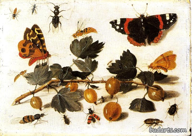 蝴蝶、昆虫和一束醋栗