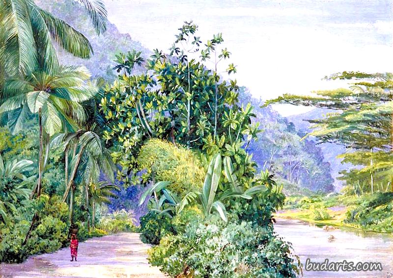 牙买加的沼泽散步，有面包水果、香蕉、椰子和其他树