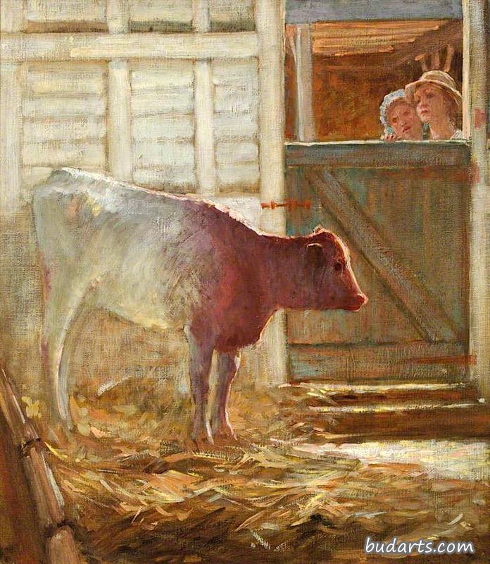 小牛在棚子里，斯多沃德的农场