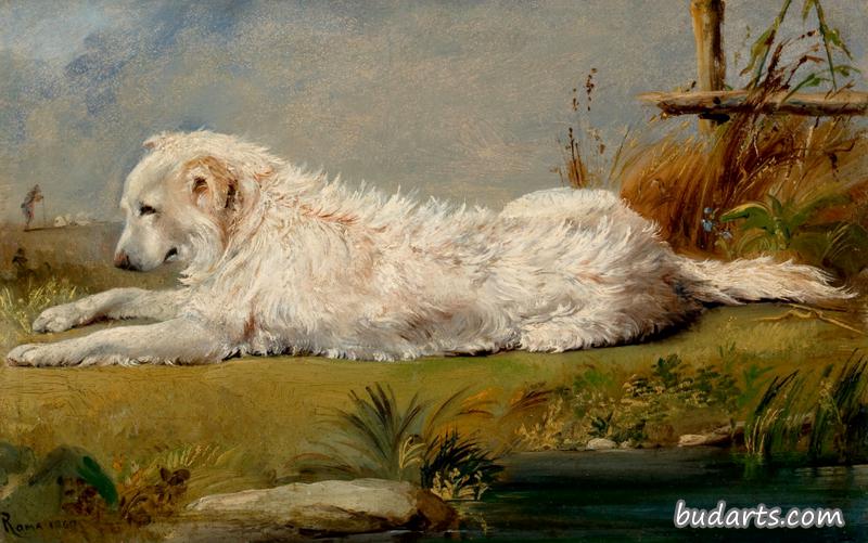 家犬