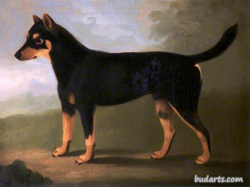在风景中，有深褐色和浅褐色斑纹的狗，脸上有面具似的斑纹