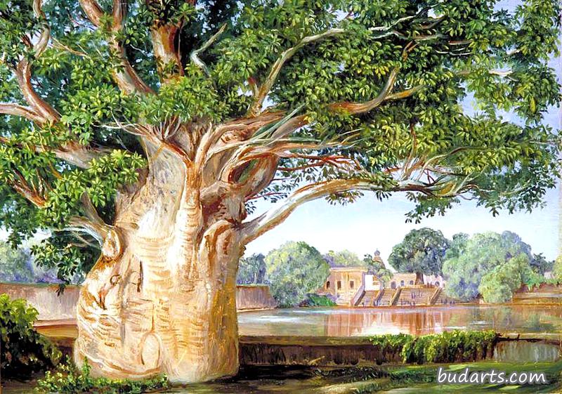 印度坦乔尔公主花园里的非洲猴面包树
