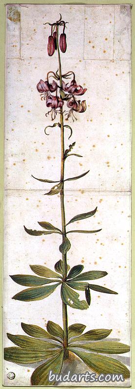 ‘Turk's Cap Lily,(Lilium Martagon)'
