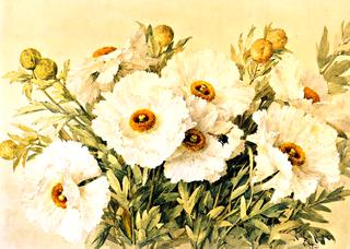 Matilija Poppies